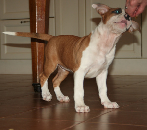 Photo №4. I will sell american staffordshire terrier in the city of Gatchina. from nursery - price - 706$