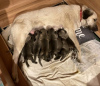 Additional photos: Kangal puppies