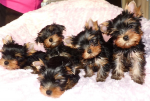 Photo №1. yorkshire terrier - for sale in the city of Berlin | 1345$ | Announcement № 1094