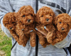 Photo №1. poodle (toy) - for sale in the city of Berlin | 400$ | Announcement № 56593
