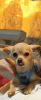 Photo №2. Mating service chihuahua. Price - Is free