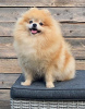 Additional photos: Pomeranian-Pomeranian Boo