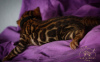 Photo №4. I will sell bengal cat in the city of Berlin. from nursery, breeder - price - 1585$