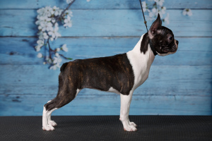 Photo №1. boston terrier - for sale in the city of Saratov | negotiated | Announcement № 1501