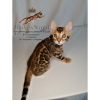 Photo №2 to announcement № 9440 for the sale of bengal cat - buy in Russian Federation from nursery, breeder