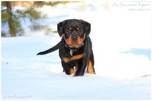 Photo №3. Rottweiler puppy. Russian Federation