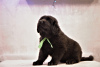 Additional photos: Reservation of puppies Hotosho/Buryat dog