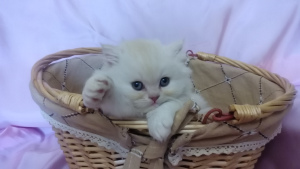 Photo №1. persian cat - for sale in the city of Minsk | 120$ | Announcement № 2247