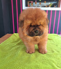 Additional photos: Chow chow puppies