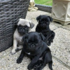 Photo №1. pug - for sale in the city of Berlin | negotiated | Announcement № 102437