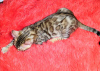 Photo №3. Bengal kittens for sale. Russian Federation