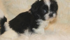 Photo №1. shih tzu - for sale in the city of Bucharest | 370$ | Announcement № 125746