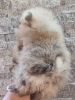 Photo №4. I will sell pomeranian in the city of Loznica.  - price - negotiated