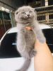 Photo №1. scottish fold - for sale in the city of Kiev | negotiated | Announcement № 95323
