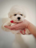 Additional photos: Bichon Frieze puppy for sale