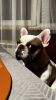 Photo №4. I will sell french bulldog in the city of Lviv. private announcement - price - negotiated