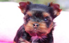 Photo №1. chihuahua, yorkshire terrier - for sale in the city of Berlin | 300$ | Announcement № 97259