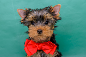 Additional photos: Yorkshire Terrier. Puppies