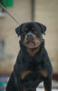 Photo №1. Mating service - breed: rottweiler. Price - negotiated
