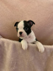 Photo №3. Adorable Boston Terrier Puppies for free adoption. Germany