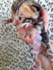 Photo №3. bengal kittens. Russian Federation