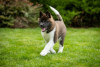 Additional photos: American Akita puppies