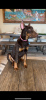 Photo №2 to announcement № 98612 for the sale of dobermann - buy in United States private announcement, breeder