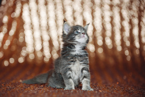 Photo №2 to announcement № 1923 for the sale of maine coon - buy in Belarus from nursery