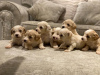 Photo №3. Maltipoo puppies now available. Germany