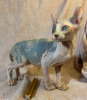 Photo №1. sphynx-katze - for sale in the city of St. Petersburg | 207$ | Announcement № 31169