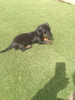 Photo №1. dobermann - for sale in the city of Ararat | 421$ | Announcement № 18625