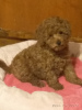 Photo №4. I will sell poodle (toy) in the city of Tbilisi. private announcement - price - 850$