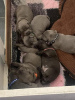 Photo №3. Beautiful kc reg Staffordshire bull terrier puppies (staffy). Germany