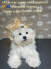 Photo №1. maltese dog - for sale in the city of Kishinev | negotiated | Announcement № 87218