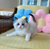 Photo №1. ragdoll - for sale in the city of Los Angeles | 280$ | Announcement № 99299