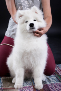 Additional photos: Samoyed. Super Boy