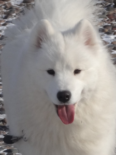 Photo №2 to announcement № 5453 for the sale of samoyed dog - buy in Russian Federation private announcement