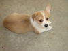 Photo №1. welsh corgi - for sale in the city of Bucharest | 317$ | Announcement № 70057