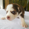 Photo №2 to announcement № 51341 for the sale of siberian husky - buy in Ireland private announcement