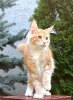 Photo №1. maine coon - for sale in the city of Sumy | 800$ | Announcement № 13973