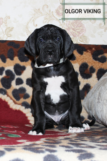 Photo №4. I will sell great dane in the city of Mound. from nursery - price - Negotiated