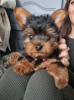 Photo №1. yorkshire terrier - for sale in the city of Regensburg | 280$ | Announcement № 119356