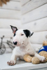 Photo №1. bull terrier - for sale in the city of Несвиж | 900$ | Announcement № 80044