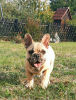 Photo №1. french bulldog - for sale in the city of Москва | 1419$ | Announcement № 15587