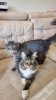 Photo №1. maine coon - for sale in the city of Kharkov | 623$ | Announcement № 11209