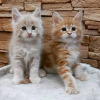 Photo №1. maine coon - for sale in the city of Кьяссо | 423$ | Announcement № 117255