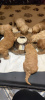 Additional photos: Australian Labradoodle puppies