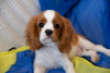 Photo №3. Puppies Cavalier King Charles Spaniel. Czech Republic