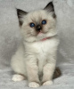 Photo №1. ragdoll - for sale in the city of Fresno | 280$ | Announcement № 105111