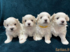 Photo №1. maltese dog - for sale in the city of Дублин | 423$ | Announcement № 58327